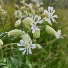 Wildflower Bladder Campion